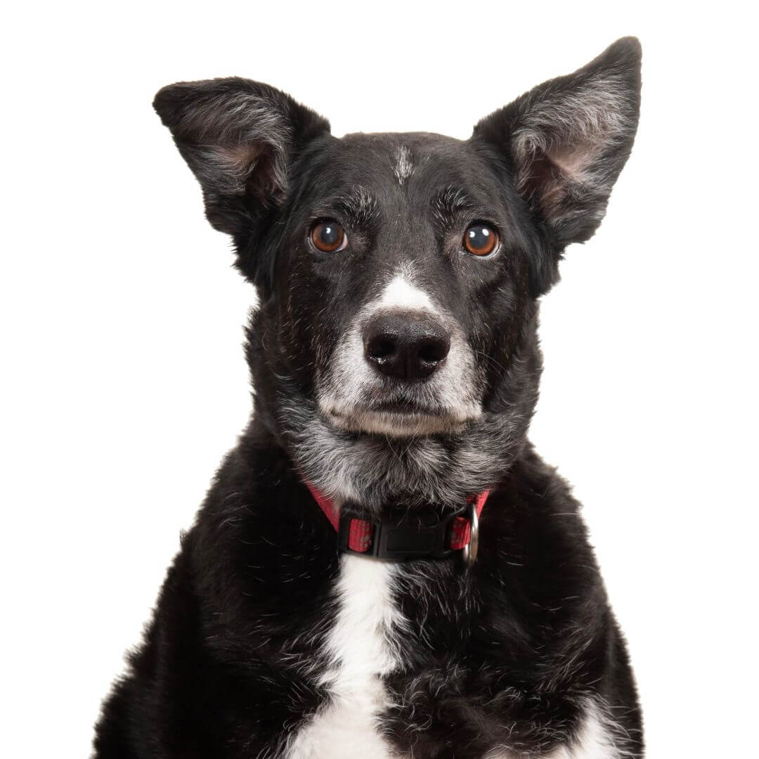 Friendly black and white dog with red collar, symbolizing reliable IT consulting services.