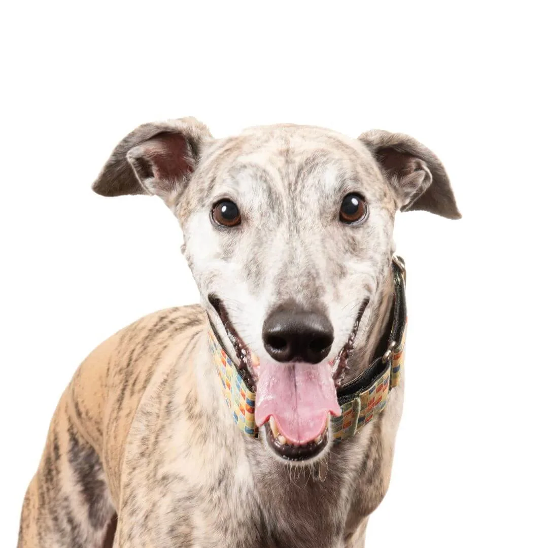 Happy brindle dog with tongue out, representing friendly IT services in Montgomery IL.
