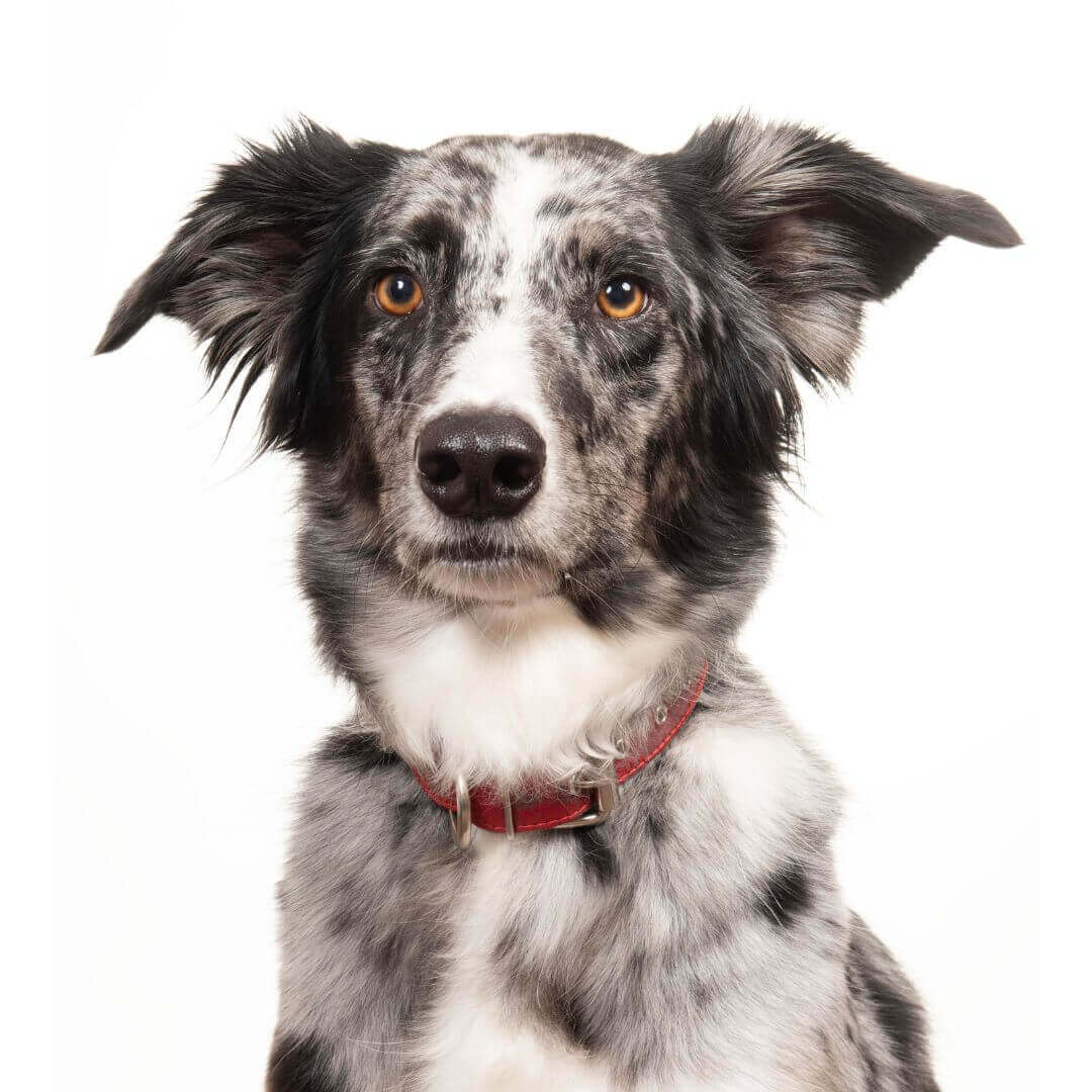 Friendly dog with a red collar, symbolizing the approachable spirit of our team in IT consulting services.