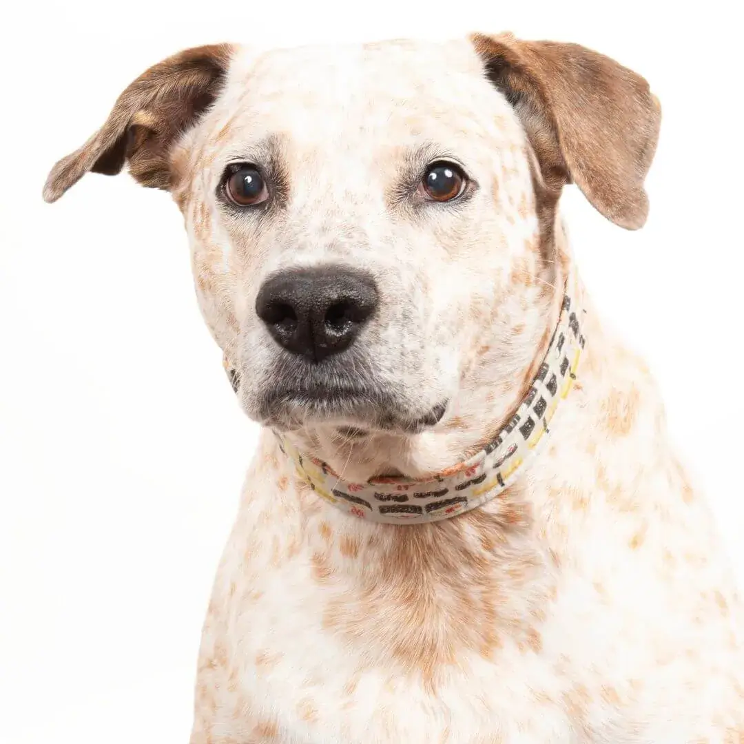 Attentive dog wearing a patterned collar, symbolizing our managed IT services.