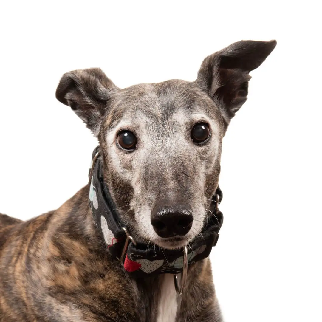 Striking greyhound with a patterned collar, reflecting creative website design services.